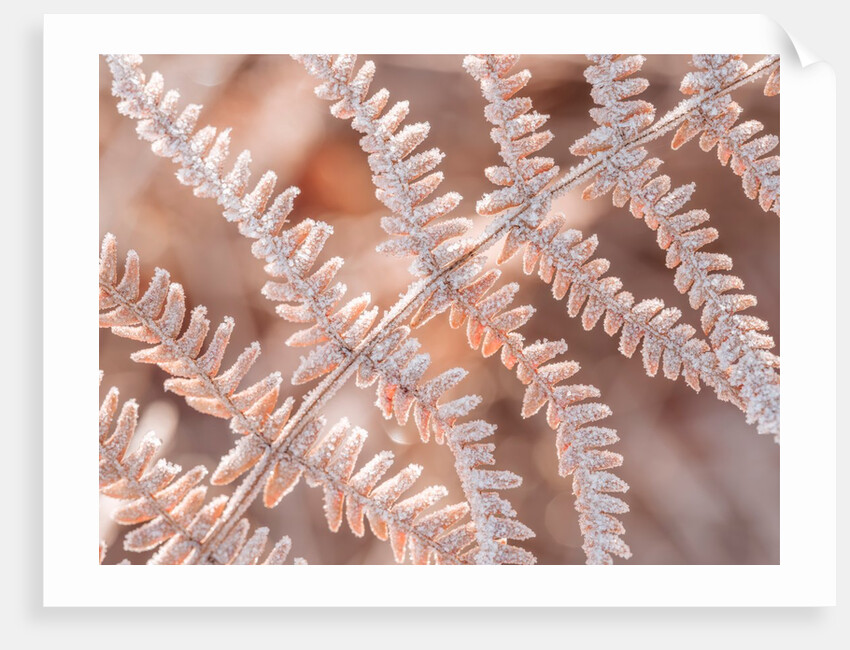 Frost on plant by Assaf Frank